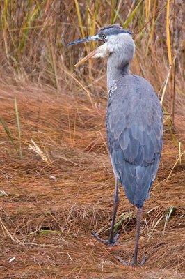 GBH DSC_9547-Edit.jpg