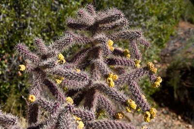 Cholla DSC_9762.jpg