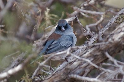 Junco DSC_9902.jpg