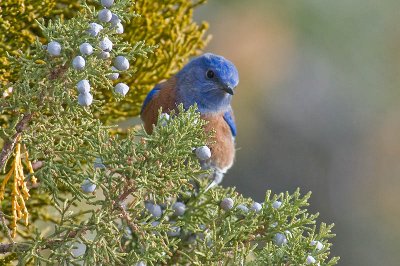 W.Bluebird DSC_9912.jpg