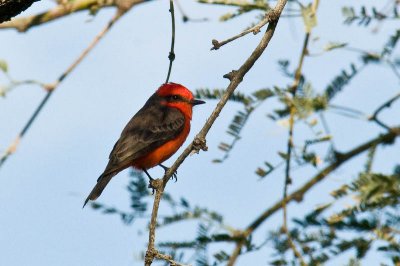 Vermillion Flycatcher DSC_9998.jpg