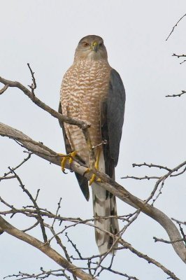 Coopers Hawk, Ventana Cn. DSC_0143.jpg