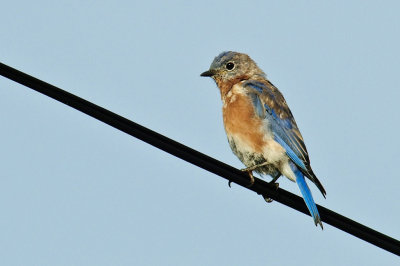 E.Bluebird juv., Westport DSC_7336-1.jpg