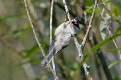 Fierce Chickadee DSC_5777-1.jpg