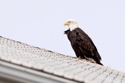 Up on the Roof . DSC_7541-Edit.jpg