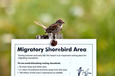 A Migratory Shorebird? DSC_5704-1.jpg