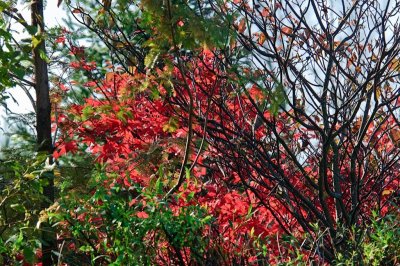 Fall foliage DSC_7689-1.jpg