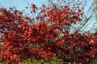 Fall foliage DSC_7730-1.jpg
