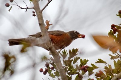 Robin and berry DSC_7788-1.jpg