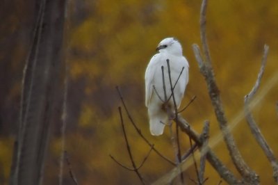 Albino Red-tail DSC00999-Edit.jpg