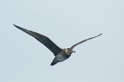 Pelagic trip from Eastern Passage