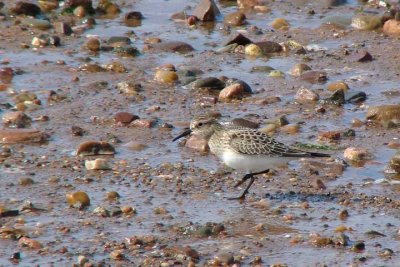Baird's Sandpiper, Grand Pre