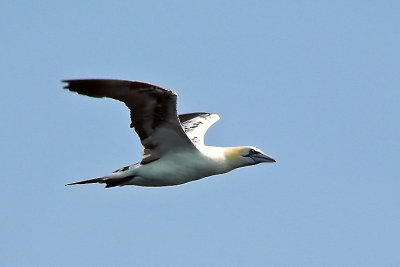 N.Gannet