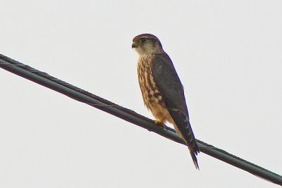 Merlin, Brier Island