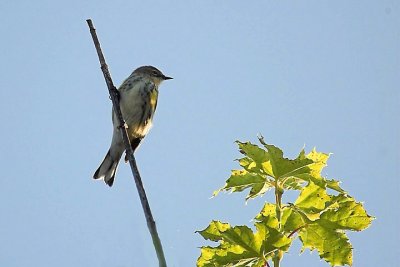Y-R Warbler, Middle Dyke