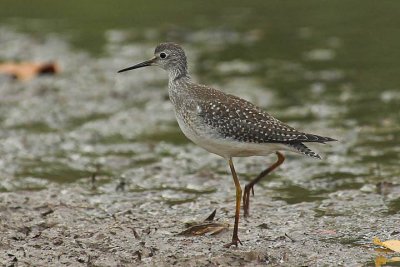Lesser Yellowlegs, Windsor