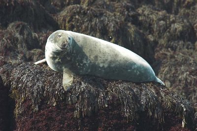 Gray Seal