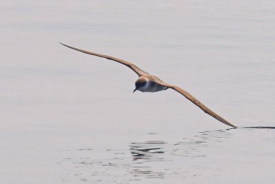 Gr. Shearwater