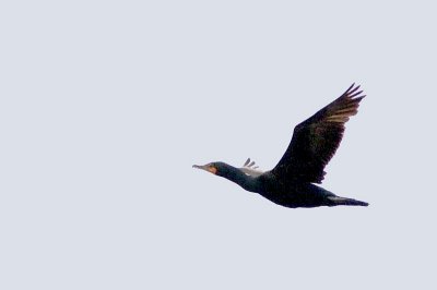 d-c- cormorant
