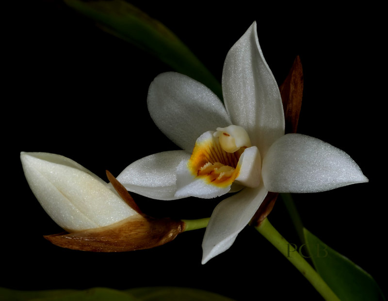 Coelogyne , flowers 3 cm