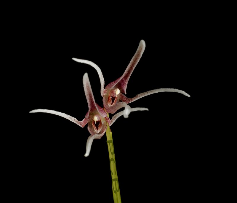 Pleurothallis gratiosa,  1 cm