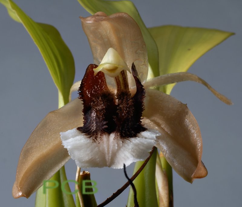 Coelogyne speciosa ssp. incarnata