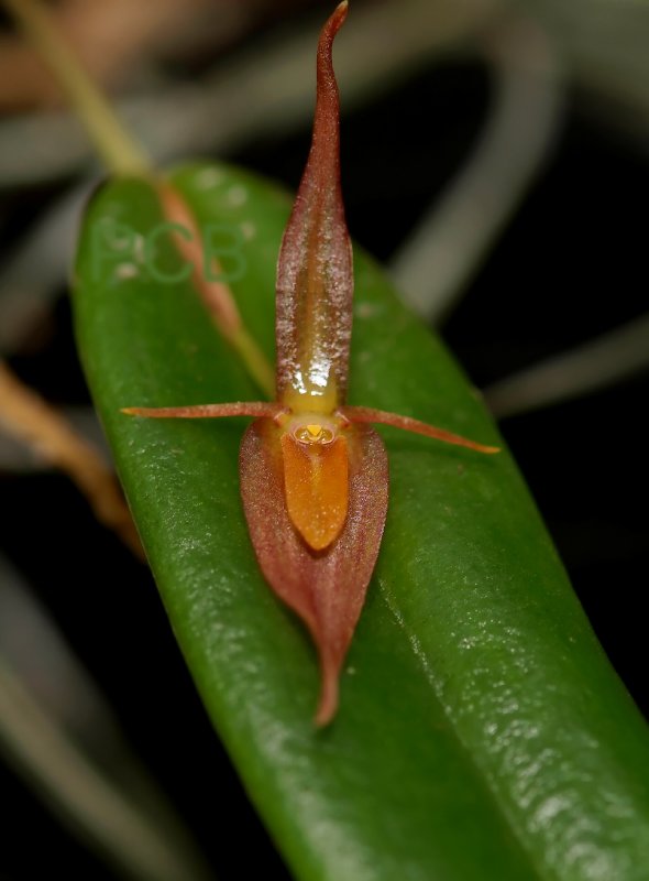 Pleuroth. sp.