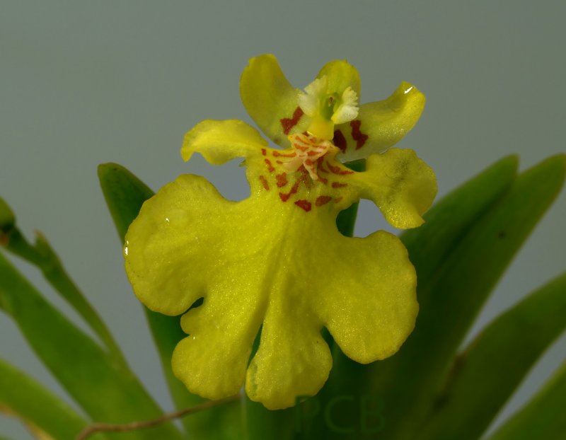 Oncidium pusillum, flower 2 cm