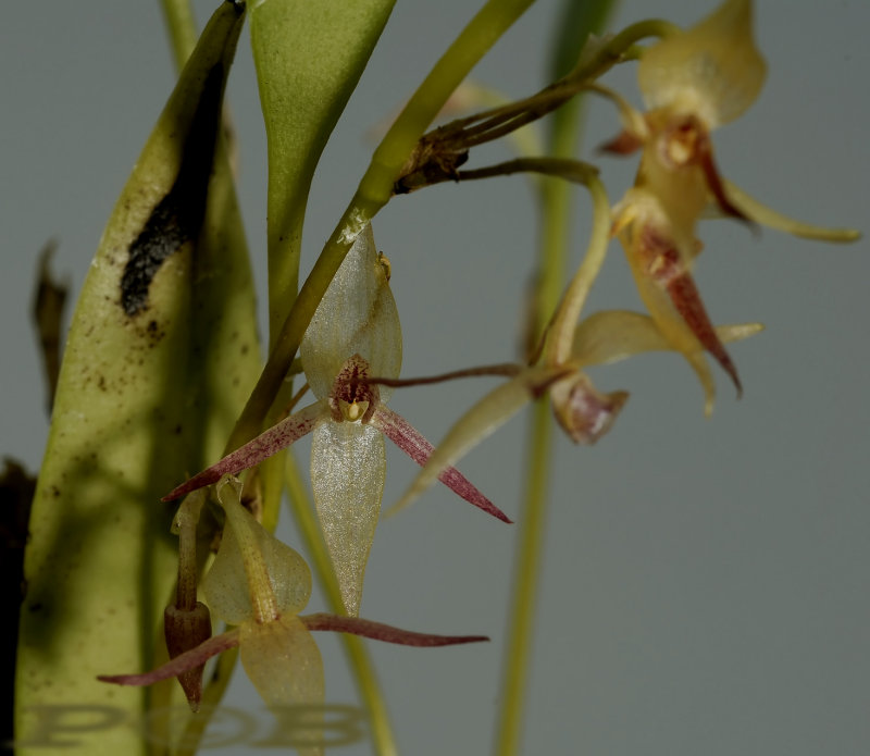 Pleurothallis cernua