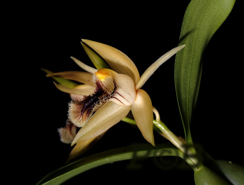 Coelogyne fimbriatum   2  cm