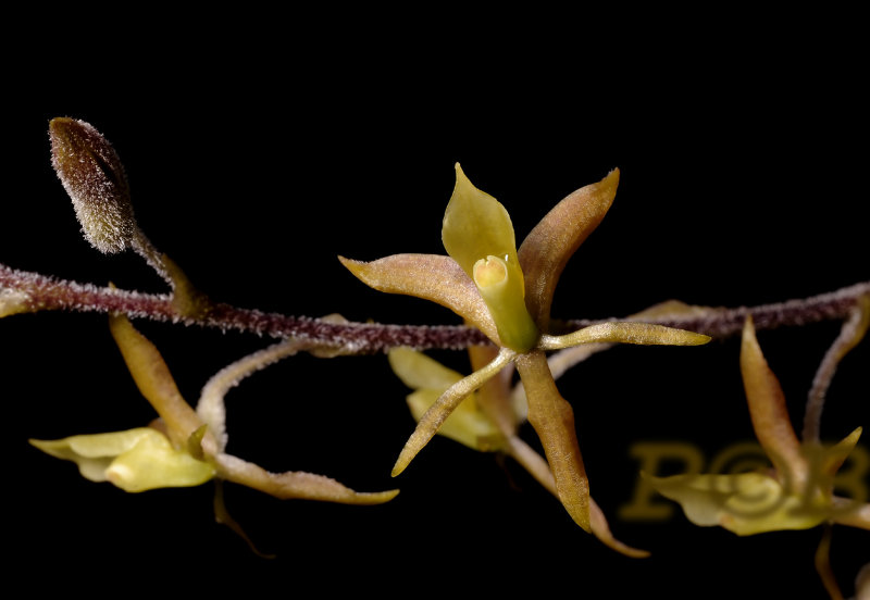 Lanium avicola