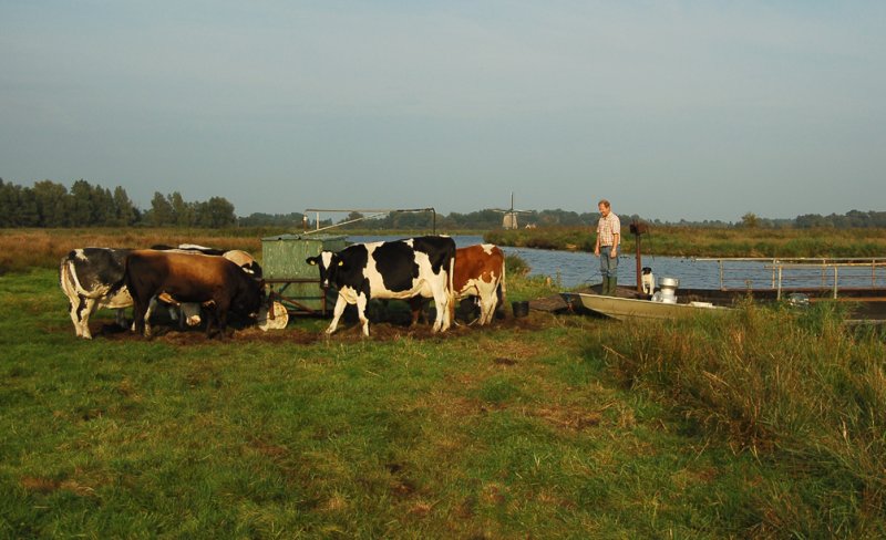 Na het melken worden de koeien verwaait (naar andere weide verscheept)