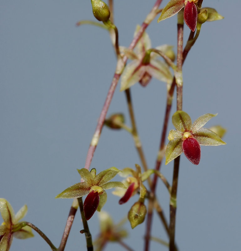 Platystele misera, height of flower 4.5-5 mm