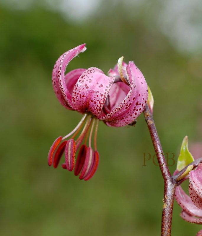 Turkse lelie, Lilium martagon