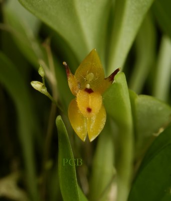 pleurothallis sp. flower 4 mm