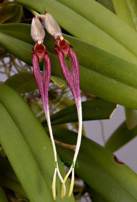 Bulbophyllum biflorum, 10 cm
