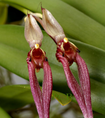 Bulbophyllum biflorum, close