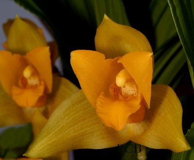 Lycaste balsamea, flower 4 cm