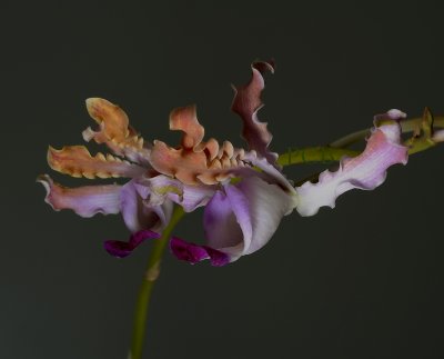 Schomburgkia thomsoniana, 5 cm
