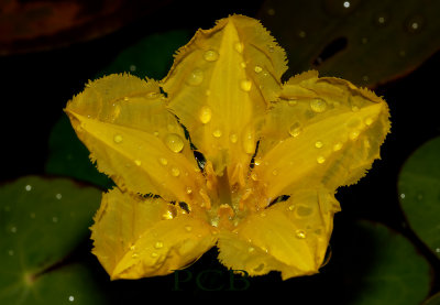 Watergentiaan, Nimphoides peltata, flower 4 cm