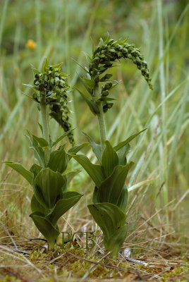 Epipactis helleborine ssp. neerlandica, beperkt tot de duinen