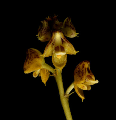 Polystachya bennettii, flowers 15 mm