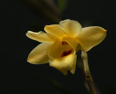 Dendrobium sanguinolentum