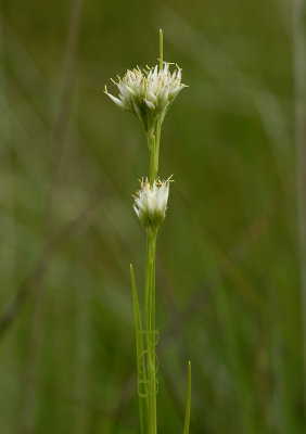 Witte snavelbies, Rhynchospora alba