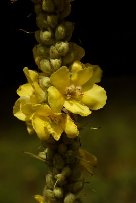 Stalkaars, Verbascum densiflorum