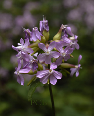 Zeepkruid, Saponaria officinalis