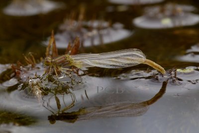 Zojuist uitgeslopen kleine roodoog, nog bij larvehuid