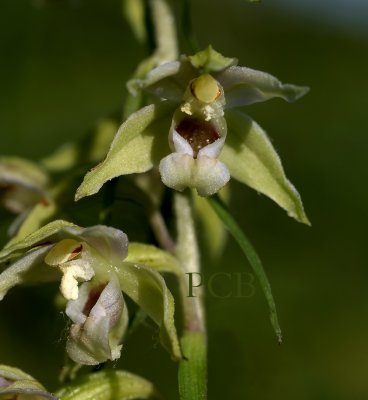 Wespenorchis, Epipactis viridiflora