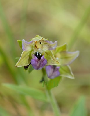 E. helleborine ssp. neerlandica