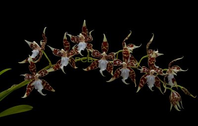 Odontoglossum croccidipterum ssp. dormanianum